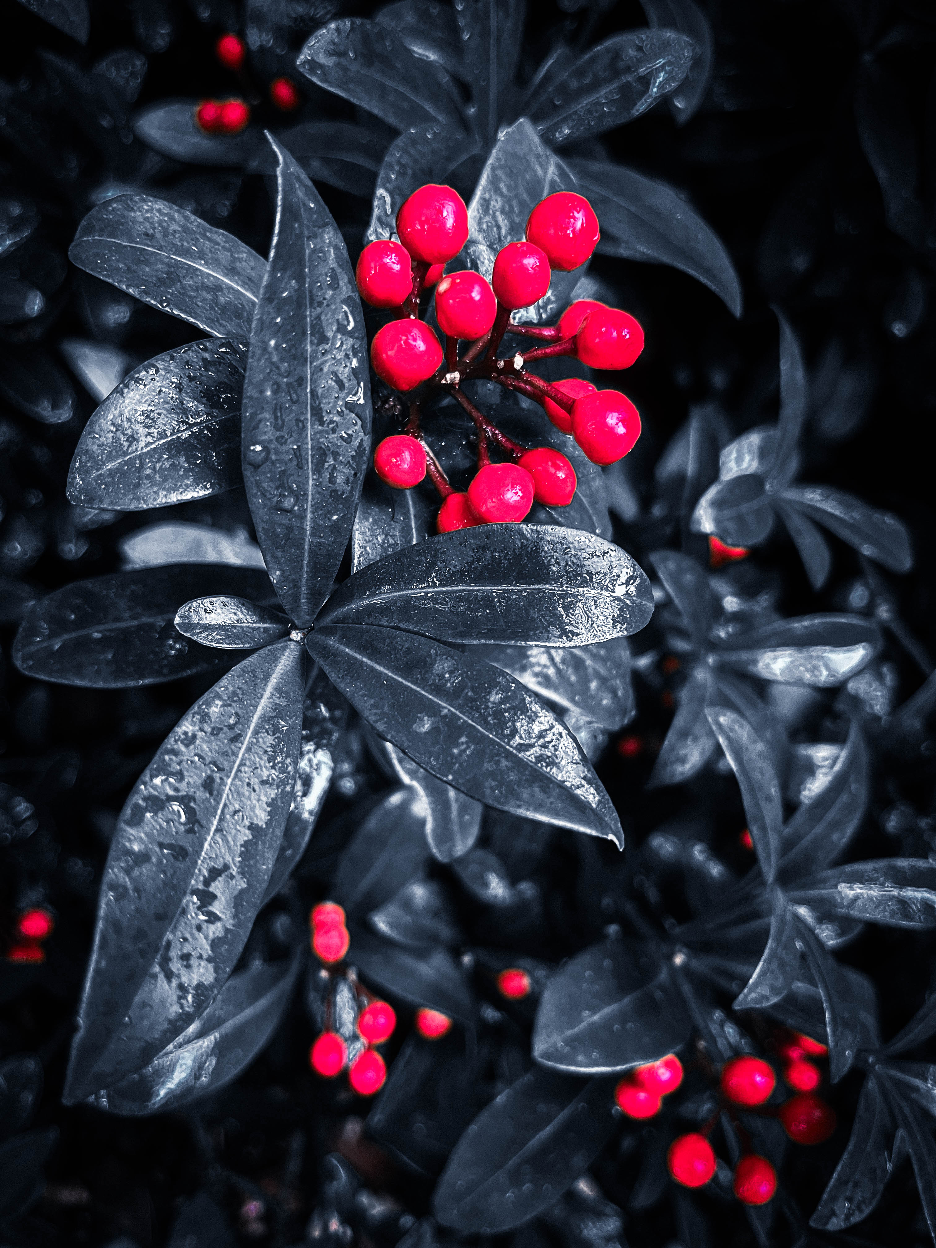 Berry_in_Bloom_BLCVK